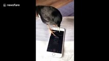 Bird sings along to classic Chinese melody