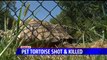 Neighbor Admits to Fatally Shooting Family`s Pet Tortoise