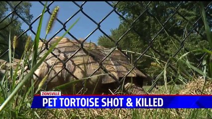 Download Video: Neighbor Admits to Fatally Shooting Family`s Pet Tortoise