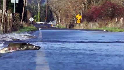 Cá bơi qua đường tìm bạn tình