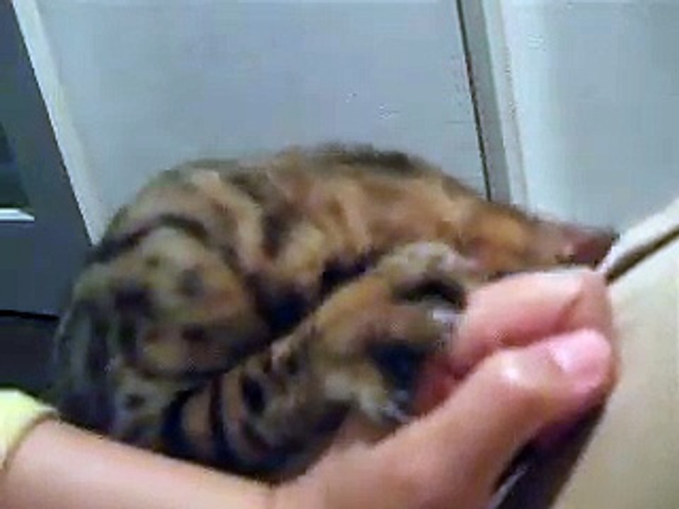 どんな時もゴロゴロ　木原秀樹 (5)