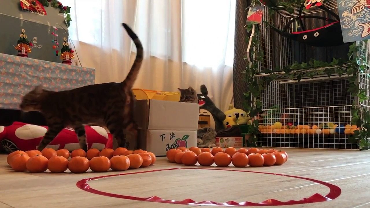 どんな時もゴロゴロ　木原秀樹 (7)