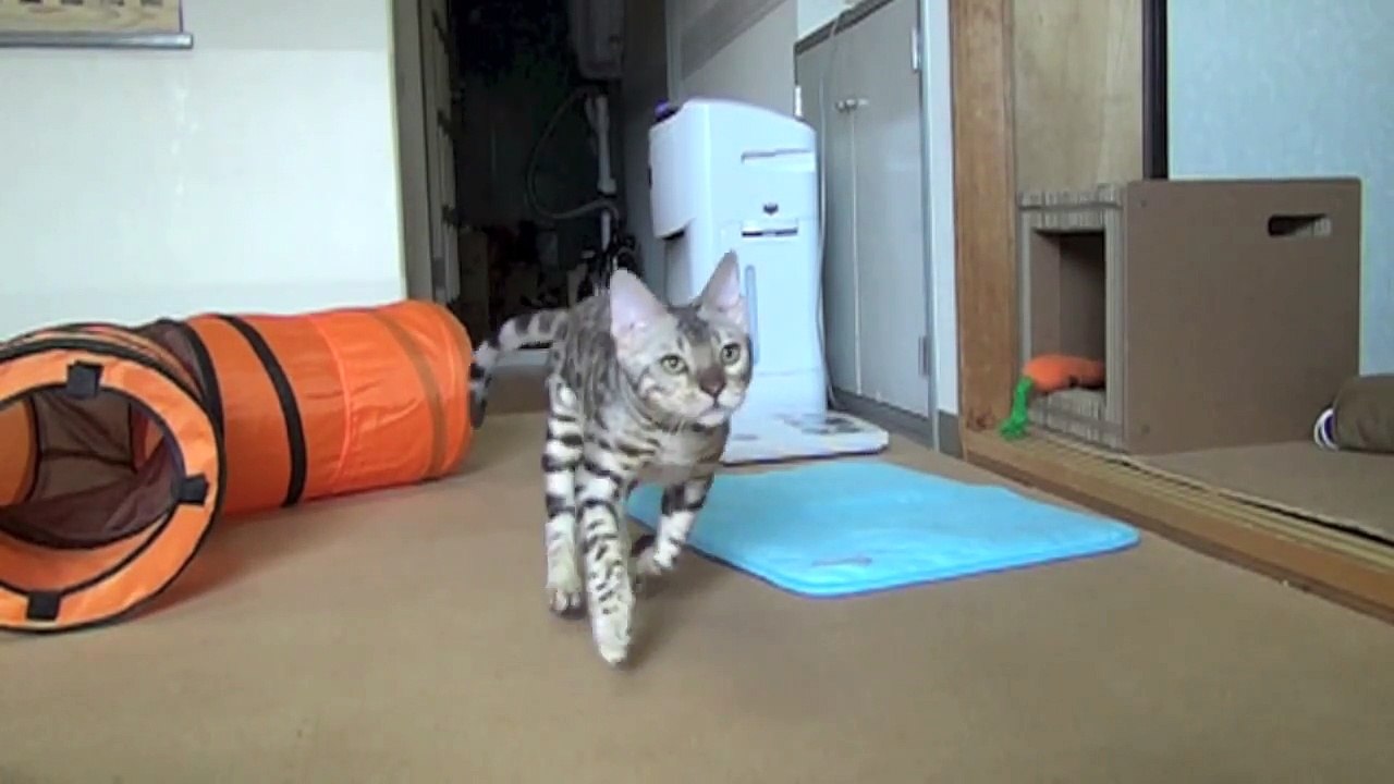 どんな時もゴロゴロ　木原秀樹 (8)