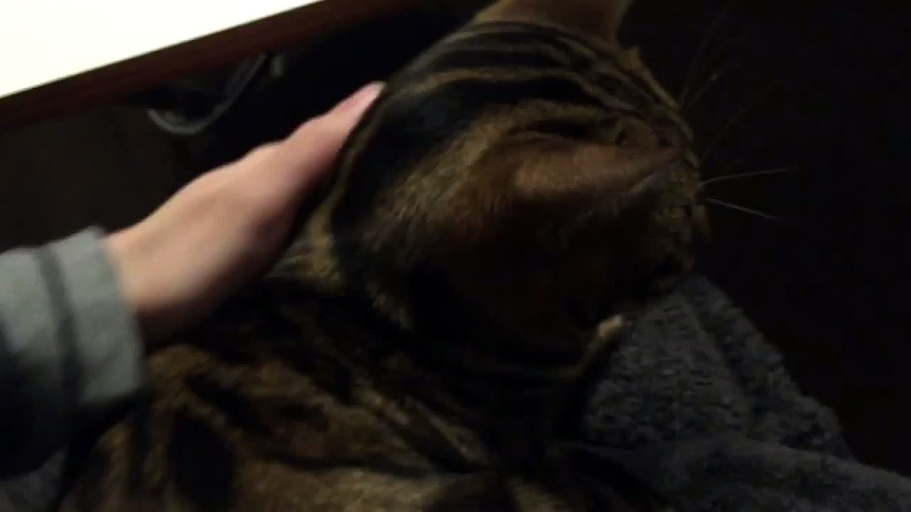 どんな時もゴロゴロ　木原秀樹 (10)