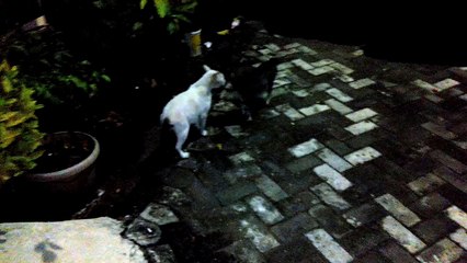 Kucing lagi ngobrol - funny cat video