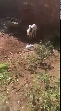 قربانی کرنے کا انوکھا انداز۔ کیا قربانی کرنے کا یہ طریقہ درست ہے؟ ویڈیو دیکھ کر فیصلہ کریں۔ ویڈیو: ساجد عزیز خان۔ لاہور