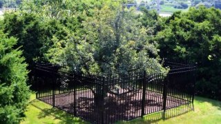 They Built A Fence Around This Tree Decades Ago, And Touching It Will Land You In A World