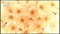 砂田泰伸　福島の綺麗な桜