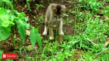 The Best Attacks Of Wild Animals Cat Vs Snake Fight to the Death