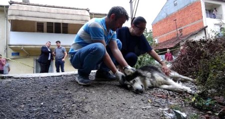 Sokakta Çiş Yapan Köpek ve Sahibine Tüfekli Saldırı