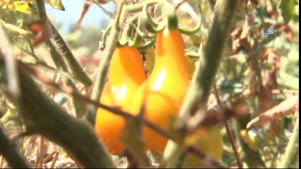 Ampul Biçimindeki Domates Görenleri Şaşırtıyor
