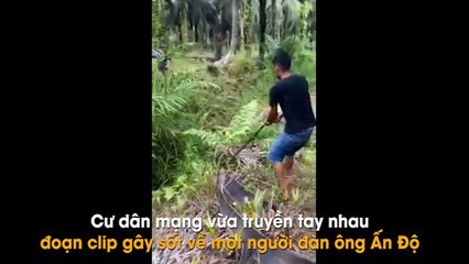 Cận cảnh người đàn ông dùng que củi bắt rắn hổ mang chúa dài hơn 2m