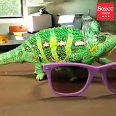 Reklam filmi için bukalemun kullandılar