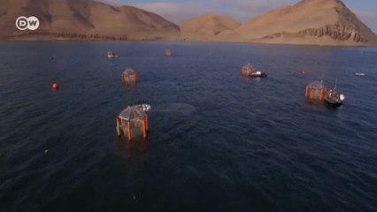 Cientistas estudam os impactos das mudanças climáticas no oceano