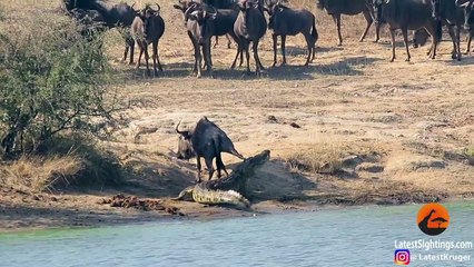 Un gnou est sur le point de se faire dévorer par un crocodile, jusqu’à ce que deux hippopotames lui sauvent la vie (vidé