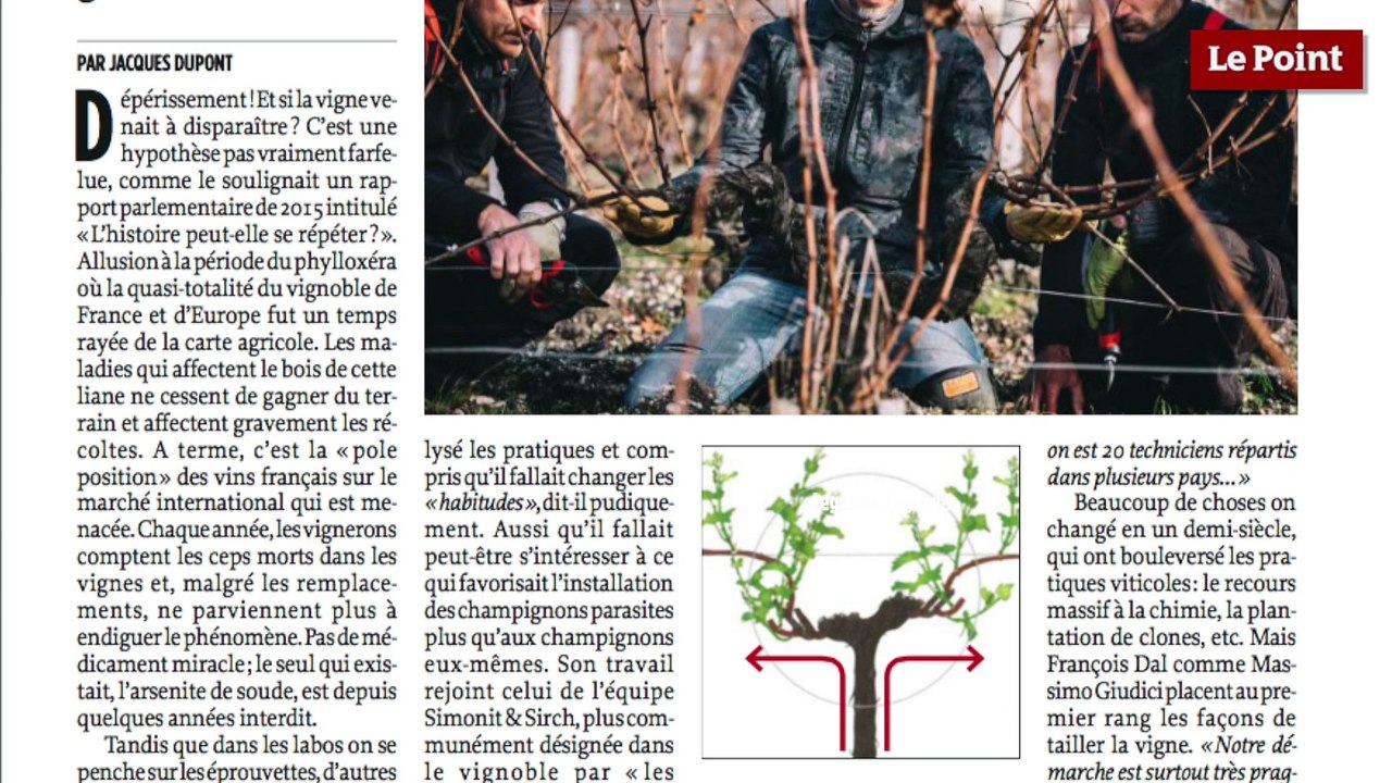 Spécial vins : Les sauveurs de ceps