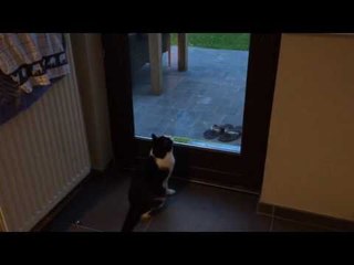 Cat Makes Best Attempt to Catch Fast-Moving Fly