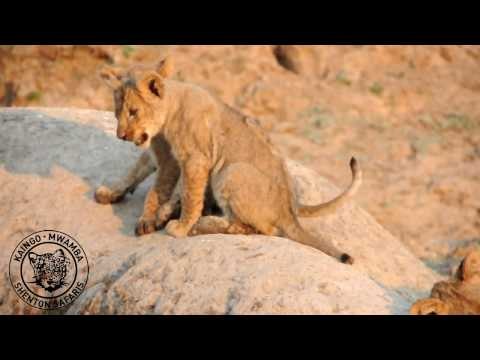 Lion Cubs Seen Playing in National Park