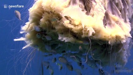 Lion's mane jellyfish performs majestic dance