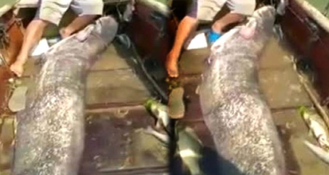 Adana'da 82 Kilogramlık Dev Yayın Balığı Yakalandı