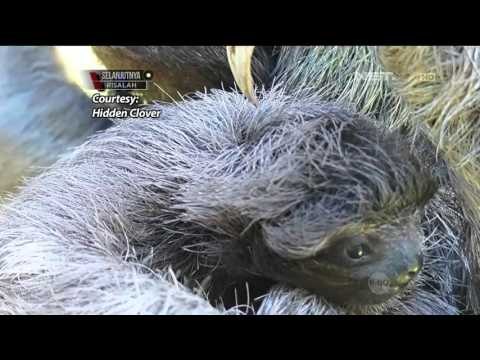 Aksi Sosial Cinta Satwa di Amerika Serikat - NET5