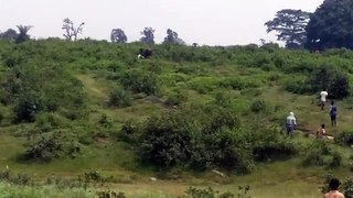Слон растоптал человека в Индии