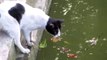 Cat trying to steal fish HILARIOUS