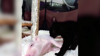 Quand un chat rencontre un cochon !