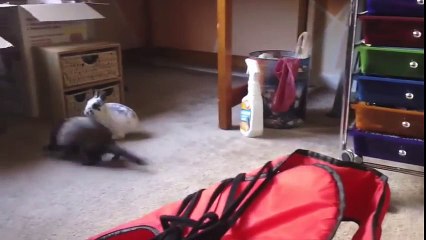 Un furet adore jouer avec un lapin !