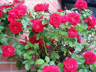 Jal Tal Tal Talpukure-  Bani Ghoshal