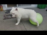 Stanley the Bulldog Puts Balancing Skills to Ultimate Test