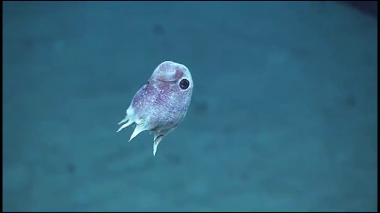 Ce mini poulpe adorable a été filmé au large de Porto Rico.