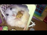 Hungry Hamster Munches on Snack