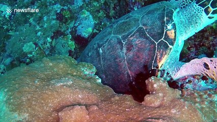 Sea turtle scratches itch on coral in Indonesia