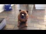 Talented Dog Shows Great Restraint While Balancing Treat