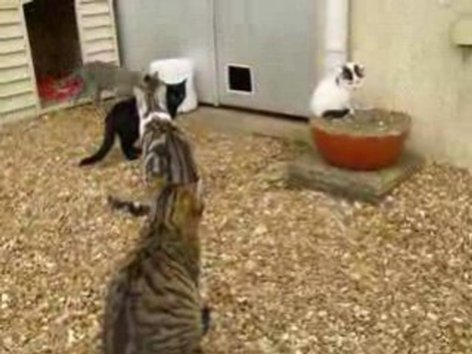 Les chats montent la garde