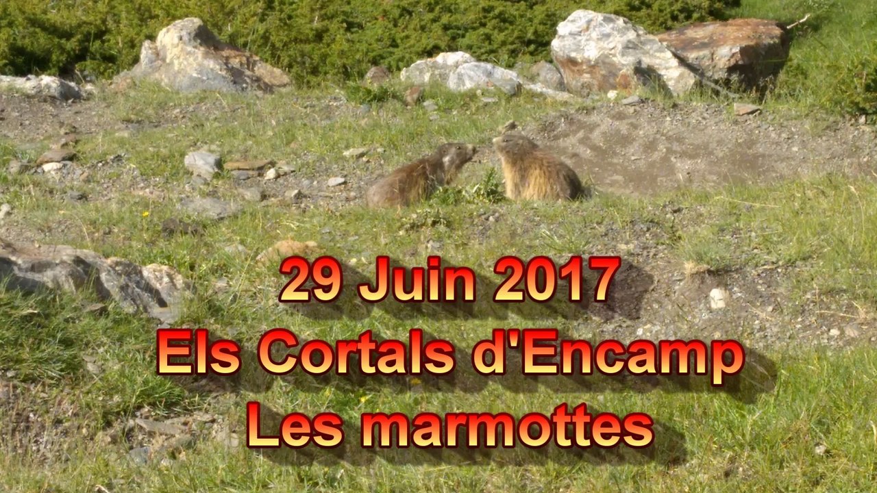 2017.06.29 - Els Cortals d'Encamp - Les marmottes