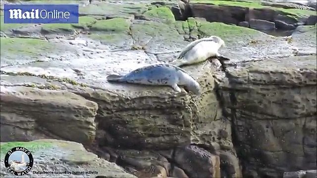 Whitley Bay seals jump off a cliff to escape tourists