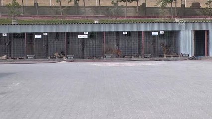 Yol Uygulamasında 8 Köpeğe El Konuldu