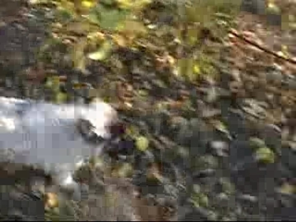 Zeus amstaff et karabas kangal