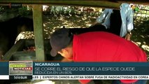 Protegen en Nicaragua a Tapir Centroamericano; en peligro de extinción