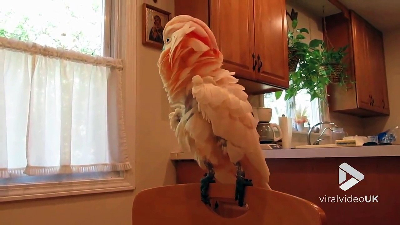 Ce perroquet complètement fou fait du Headbang comme un métaleux !