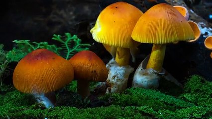 Forests and Fungi: Mekong Communities Reap the Rewards of a 500 Million-year-old Partnership