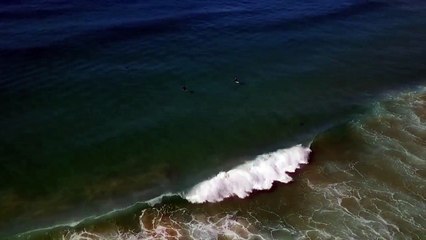 Surfer à côté des requins sans le savoir... Bienvenue en Australie !!