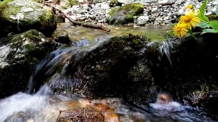 Zahter - Kayadan İndim Bugün