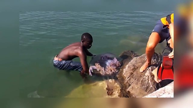 5 SIRENAS REALES !! Captadas En Cámara