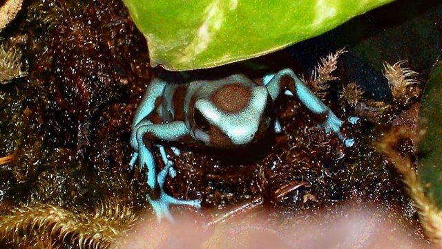 Los 11 Animales Más Venenosos y Peligrosos Del Mundo