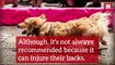 14 Fun Facts on the Dachshund | Rare Animals