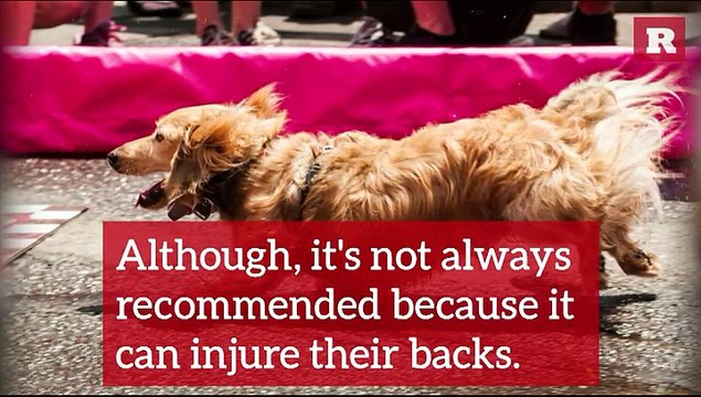 14 Fun Facts on the Dachshund | Rare Animals