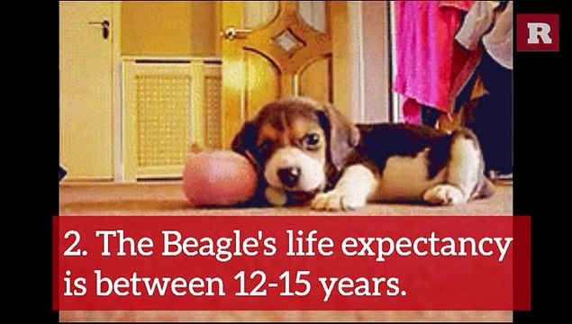 13 Fun Facts on the Beagle | Rare Animals